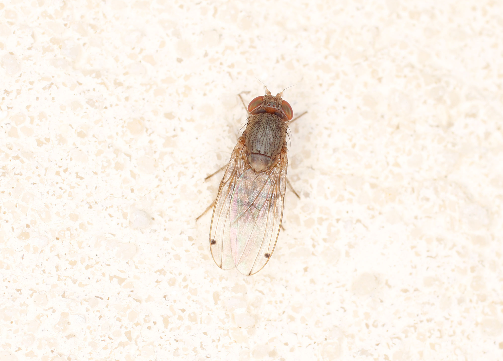 Drosophilidae: Gitona distigma? S